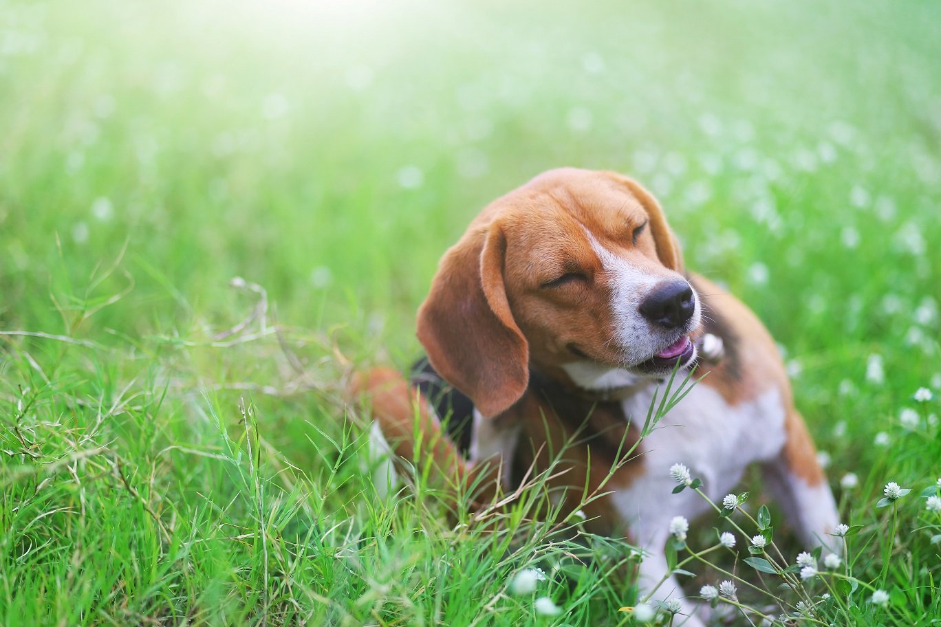 A dog lying in the grassDescription automatically generated with medium confidence