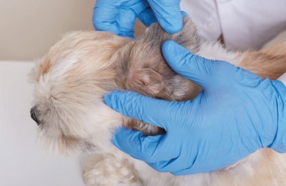 Treating Flea Allergies in Dogs