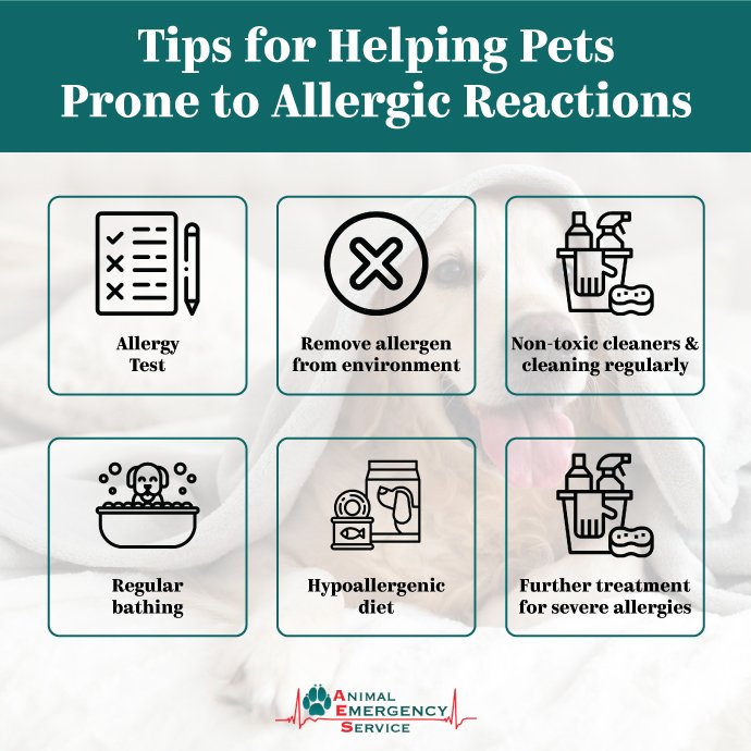 Tips for helping pets prone to allergic reactions