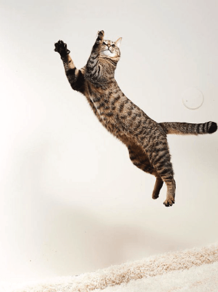 Cats need calcium to be able to jump, leap, twist and land perfectly with their strong bones