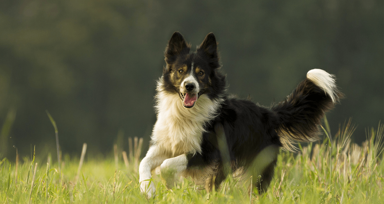 who has chaser the boarder collie