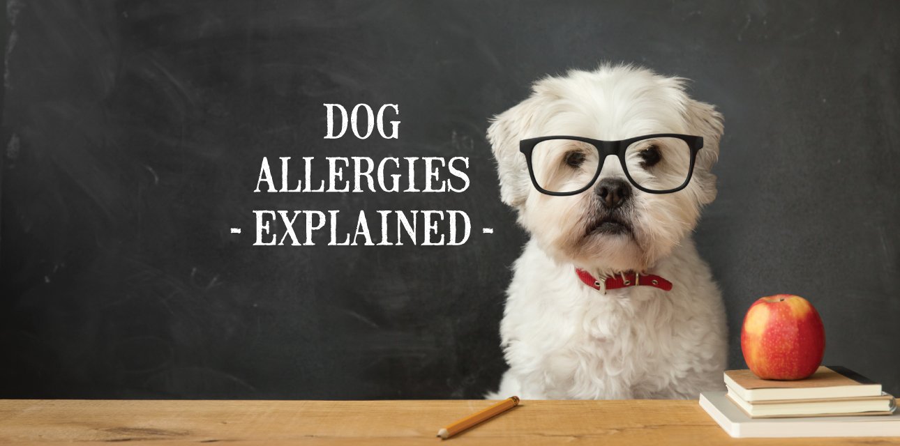 Dog Allergies - Explained