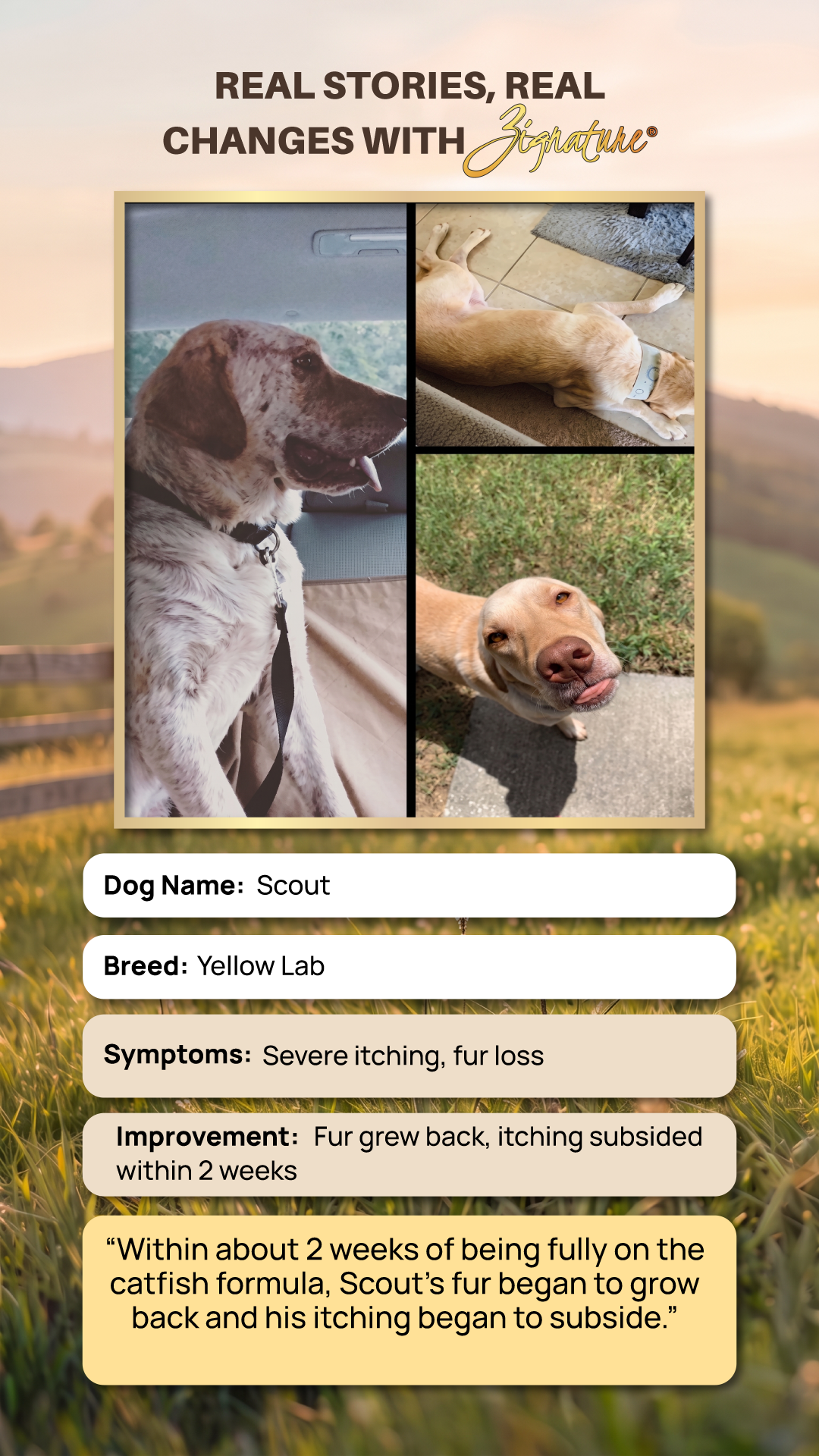 dog kibble