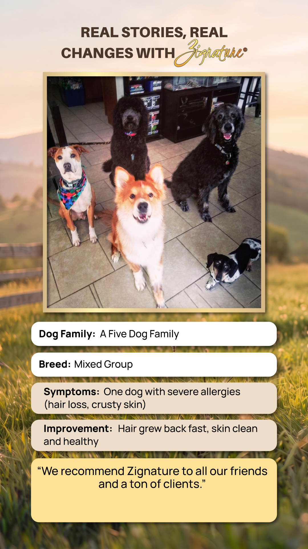 dog food for allergies